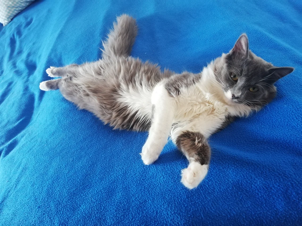 Алдыңғы жағынан мөлдір трусикалардың фотосы