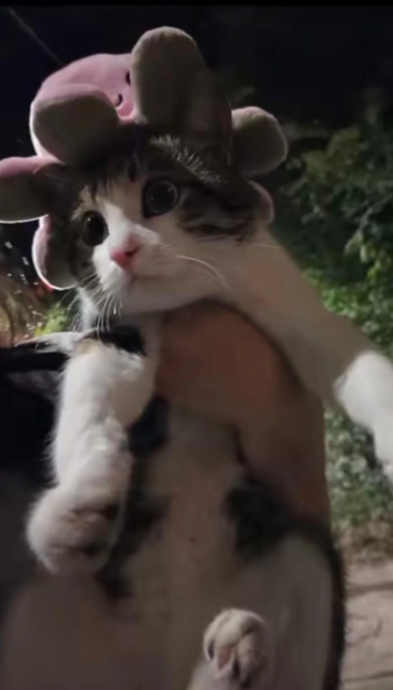 Селена мысық