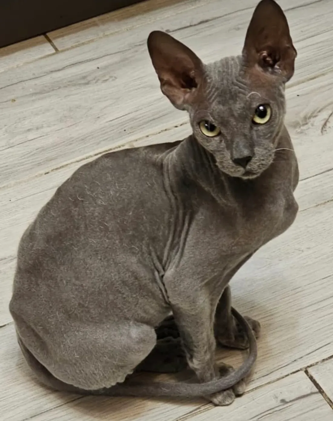 Қыз тез мастурбациядан шығады